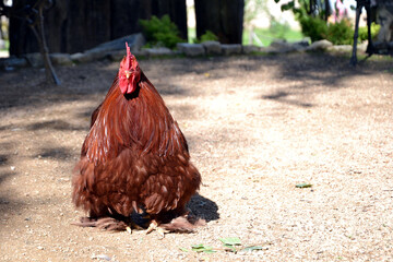 Fancy brown rooster with feathered legs. The Brahma breed