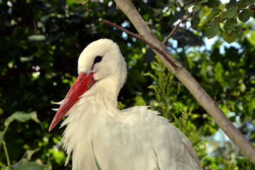 A close-up photo of a the white stork (Ciconia ciconia). Stork portrait