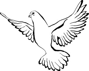 Obraz premium Taube fliegend