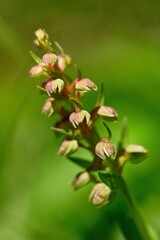 Close up photo of Coeloglossum viride, the frog orchid on blurry green background. Haus im Ennstal, Austria, Europe. 