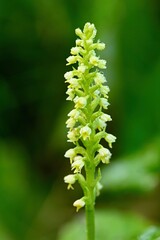Close up photo of Pseudorchis albida on blurry green background. Haus im Ennstal, Austria, Europe. 