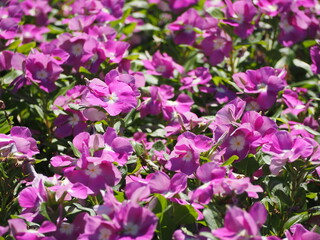 ピンクの花　ニチニチソウ