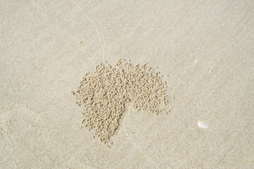 Sand bubbler Radial pattern in the sand. Crab make Sand bubbler patterns in the sand.