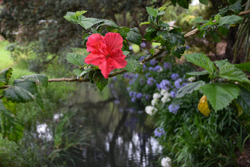 Red Flower