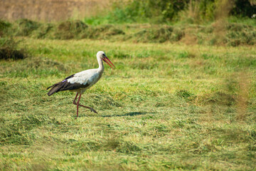 Obraz na płótnie Canvas White stork walking in a meadow, eastern Poland