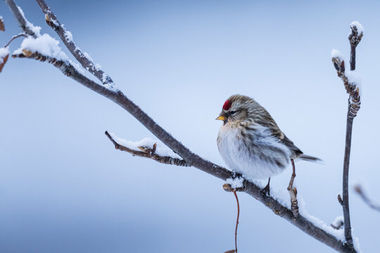 Common redpoll on a branch (Acanthis flammea)