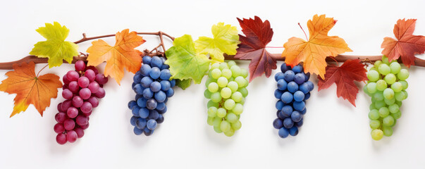 Colorful grape clusters and autumn leaves on white background