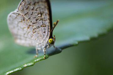 close up of a butterfly
