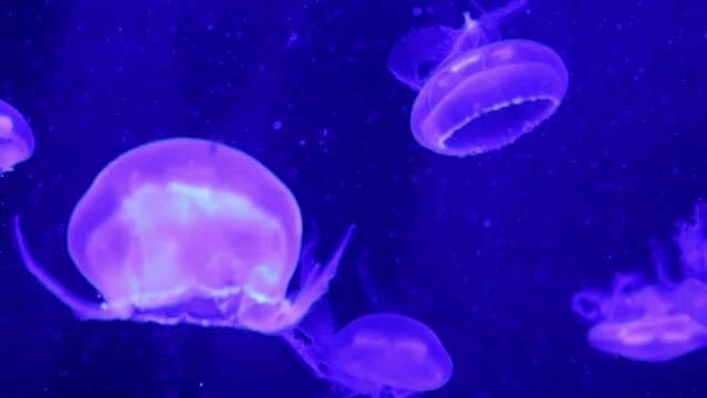 Various Jellyfish (Medusozoa) in an aquarium with lighting in pink and lilac colors. Sea world concept.