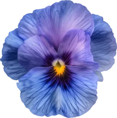 Foto auf Glas pansy flower blossom transparent background PNG clipart © Chrixxi