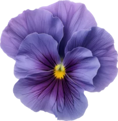 Raamstickers pansy flower blossom transparent background PNG clipart © Chrixxi