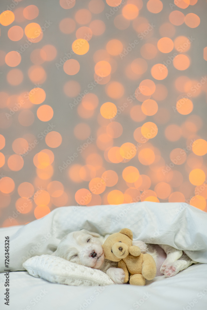 Sticker tiny cute white lapdog puppy sleeps on a bed at home and hugs favorite toy bear. festive blurred bac