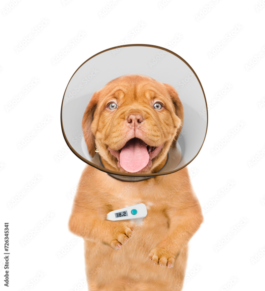 Poster happy mastiff puppy with thermometer and protective cone collar looking at camera. isolated on white