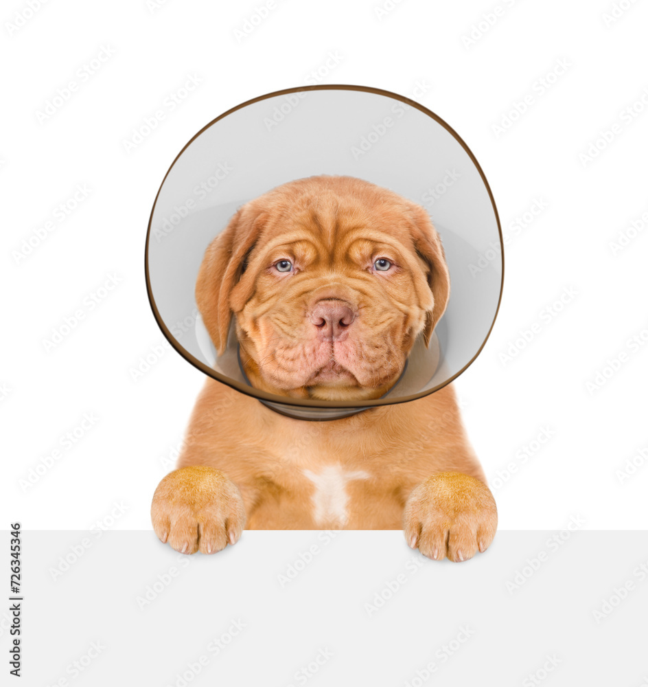 Aufkleber unhappy mastiff puppy with protective plastic cone collar looking above empty white banner. isolated