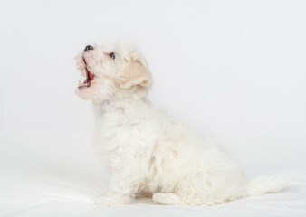 Yawning Lapdog puppy sits on a bed at home