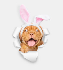 Cute Mastiff puppy wearing easter rabbits ears looks through the hole in white paper