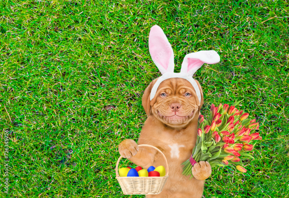 Poster smiling mastiff puppy wearing easter rabbits ears holds basket of painted easter eggs and bouquet of