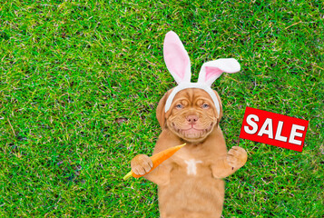 Smiling Mastiff puppy wearing easter rabbits ears holds carrot and shows signboard with labeled 