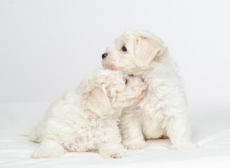 Two young white Lapdog puppies sits under warm white blanket on a bed at home