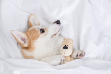 Pembroke welsh corgi puppy lying on a bed at home and hugs favorite toy bear. Top down view