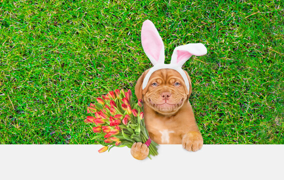 Happy Mastiff puppy wearing easter rabbits ears holds painted Easter egg and bouquet of tulips. Dog lying on its back on summer green grass. Top down view. Empty space for text