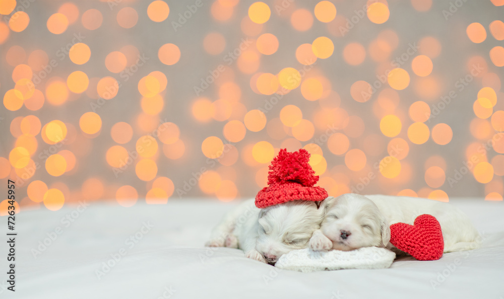 Poster two tiny white lapdog puppies wearing red warm hat sleep on a bed at home with red heart. festive bl