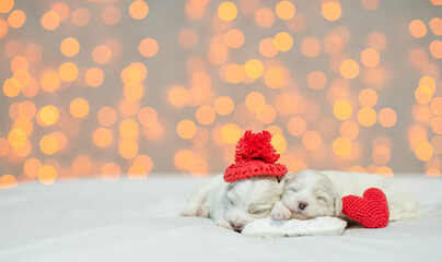 Fototapeta na wymiar Two Tiny white Lapdog puppies wearing red warm hat sleep on a bed at home with red heart. Festive blurred background. Empty space for text