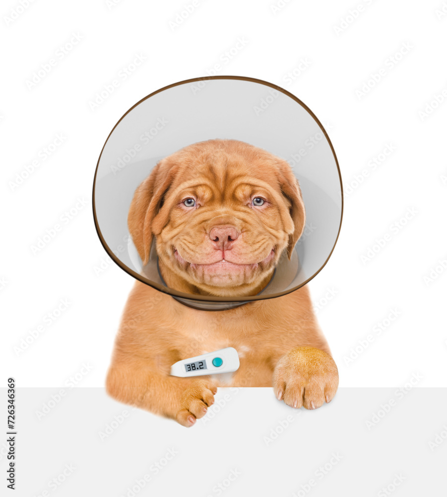 Poster Smiling Mastiff puppy with thermometer and protective cone collar looking above empty white banner. Isolated on white background
