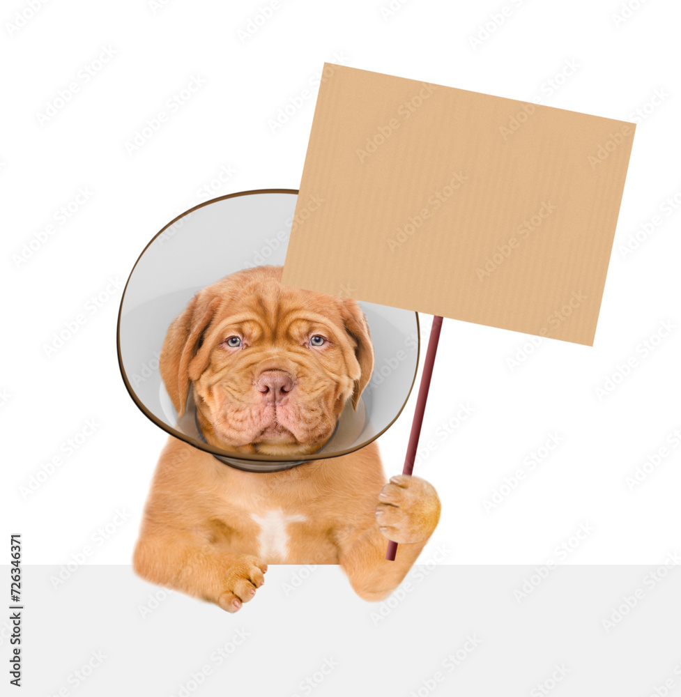 Poster sad sick mastiff puppy wearing protective cone collar showing empty placard above empty white banner