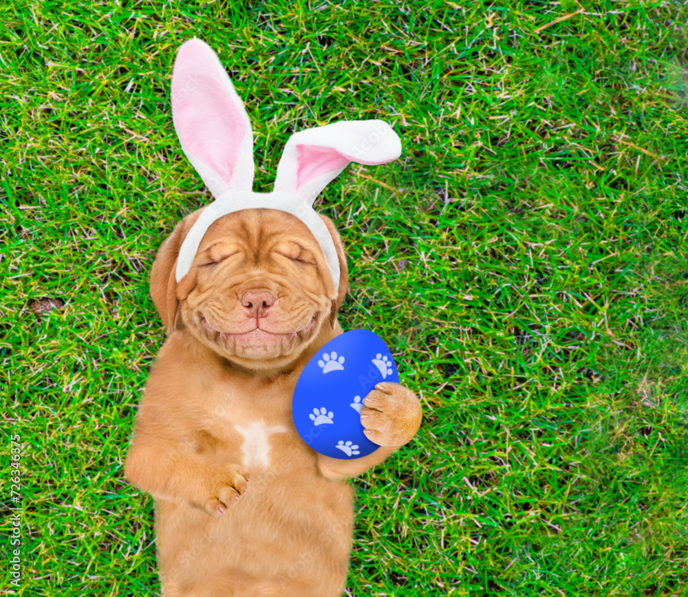 Aufkleber Dreaming Mastiff puppy wearing easter rabbits ears holds big painted Easter egg and lies on its back on summer green grass. Top down view. Empty space for text