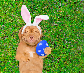 Dreaming Mastiff puppy wearing easter rabbits ears holds big painted Easter egg and lies on its back on summer green grass. Top down view. Empty space for text