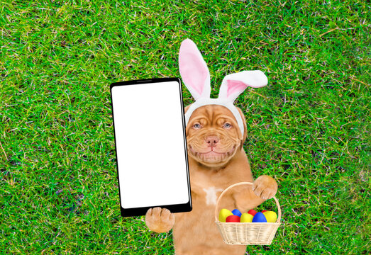 Smiling Mastiff puppy wearing easter rabbits ears holding basket of painted easter eggs and lying on its back on summer green grass. Top down view