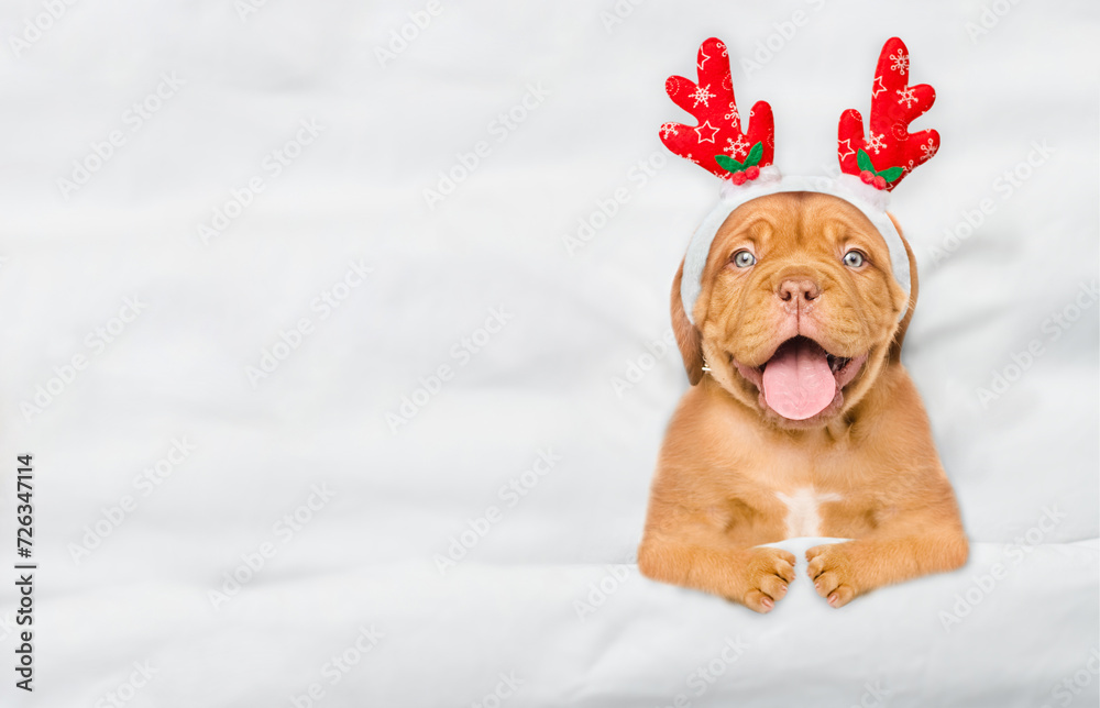 Poster happy mastiff puppy dressed like santa claus reindeer rudolf lying under white blanket at home. top 