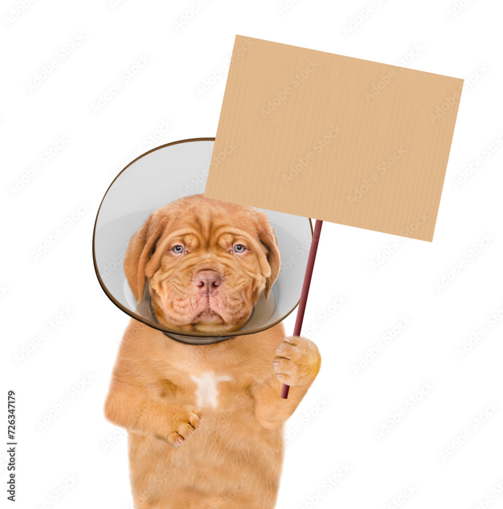Poster sad sick mastiff puppy wearing protective cone collar showing empty placard. isolated on white backg