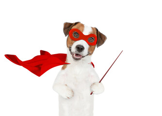 Funny jack russell terrier puppy wearing superhero costume points away on empty space. Isolated on white background