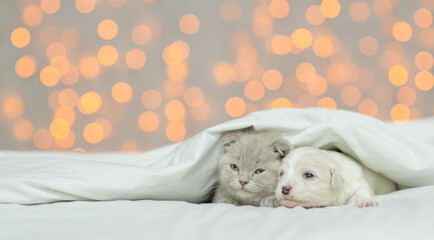 Cute Tiny Lapdog puppy lying with cute kitten under warm blanket on the bed at home on festive background. Empty space for text