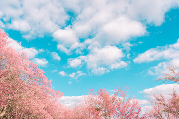Blue sky and white clouds with Cherry blossoms on foreground, View from the ground, Sakura flowers...