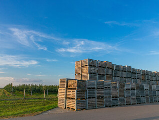 A large stack of wooden boxes for picking apples in an apple orchard.