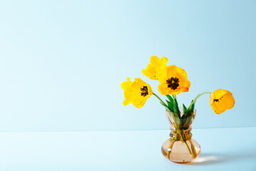 Big flowers bouquet of yellow tulips in vintage glass vase on blue background. Copy space. Business...