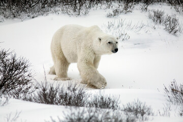 Male polar bear strolling on the tundra in the Churchill Wildlife Management Area, Churchill,...