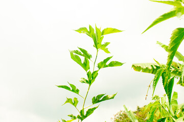 twig with green leaves, Twig with green leaves isolated on white