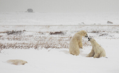 Polar bears on the tundra in the Churchill Wildlife Management Area, Churchill, Manitoba, Canada