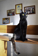 black cat on the table