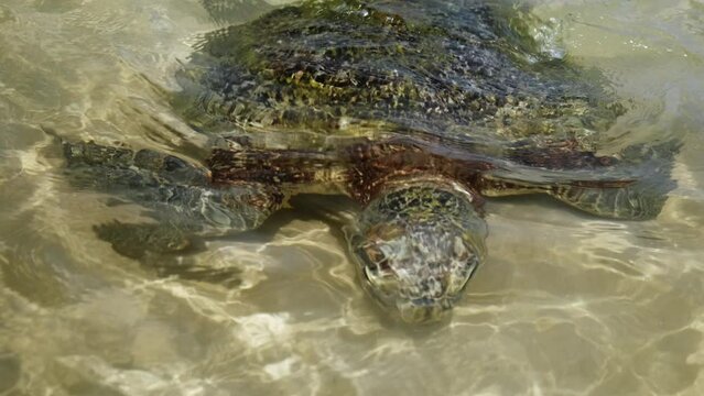Big turtle swims in ocean near Turtle Beach in Hikkaduwa, Sri Lanka.