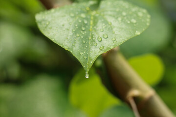 droplet at the tip of the leaf