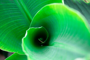Green banana leaves twisted into tubes with abstract golden ratio pattern, nature photo background