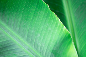 Bright green banana leaves, macro view