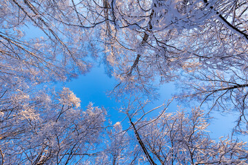 trees in winter
