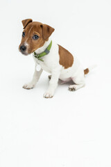 Jack Russel terrier puppy dog on white background