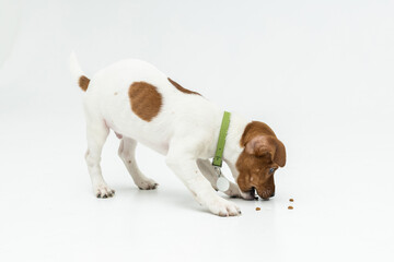 Jack russell terrier puppy eats food on a white background. vaccinations and vitamins for dogs. pet...